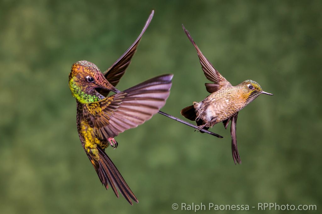 Swordbill tangling with Tyrian Metaltail